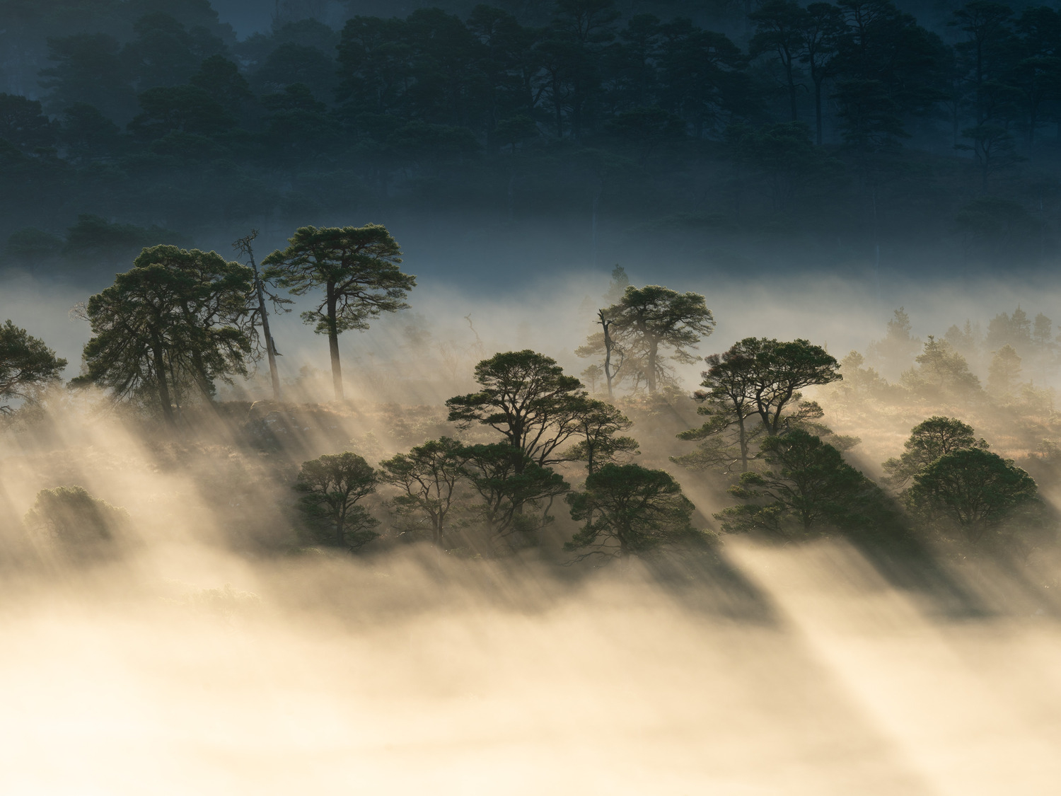 Mist and Pines V