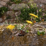 Perennial hyoseris (Hyoseris radiata)