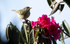 Ashy-throated Warbler
