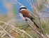 Red Backed Shrike