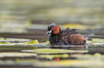 Little Grebe - Tachybaptus ruficollis