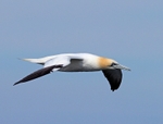Gannet