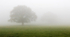 Tree in mist