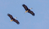 Woolly-necked Stork