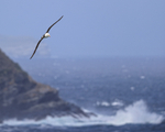 Black-browed Albatross flies along coast, West Point Island
