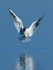 Black-headed Gull about to land in the water at Farmoor