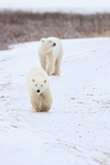 Polar Bears approach tundra buggy, Churchill, Canada