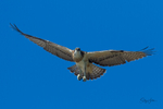0A3A5020 Soaring