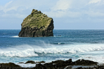 Seabird colony, Reykjanestá, Reykjanes peninsula