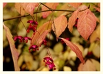 Euonymus planipes 2