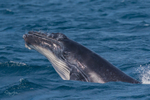 Humpback Calf head-lunge 11. 0A3A9876