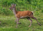 Red Deer