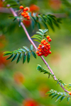Rowan berries-6301