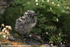SBG009: Herring Gull Hatchling
