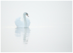 Heavenly Swan