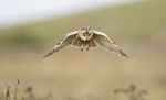 Long-eared Owl - Asio otus