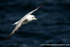 SBF004: Fulmar in Flight