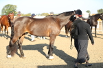 SBM_00019