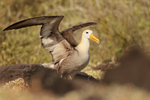 Waved Albatross with raised wings on the ground, Espanola, Galapagos