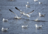 Gulls