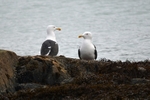 Great Black-backed Gulls