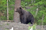 Brown Bear