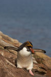 Macaroni Penguin