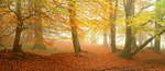 Mist in the woods, Ashridge Estate, Chilterns EDC138