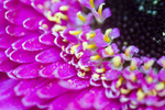 Flower - 2161