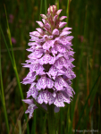Heath Spotted-orchid (03)