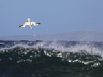 Gannet (adult) begins vertical dive, Ness of Duncansby, Scotland
