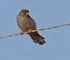 Red Footed Falcon