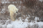Polar Bear moving through willow, Churchill, Canada