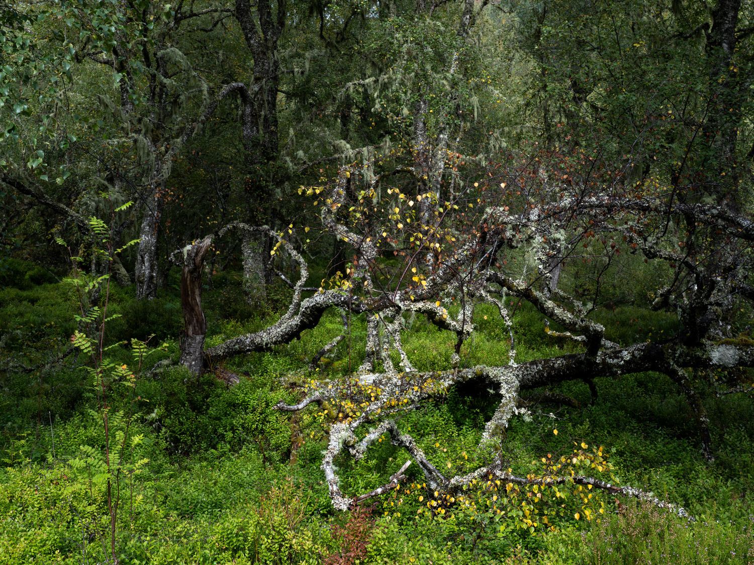 Dappled light in late morning penetrating the birch woodland.