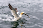 Gannet 2