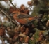 Male Crossbill