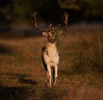 Fallow Deer - Dama dama