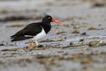 Magellanic Oystercatcher at Carcass Settlement, Falklands