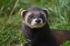 Polecat