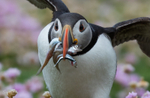 Puffen with Fish 6