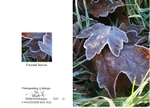 Winter 5. Frosted leaves