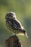 Little Owl