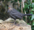 Juv Blackbird