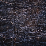 Branches