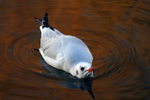 Black headed gull in Bath_0453