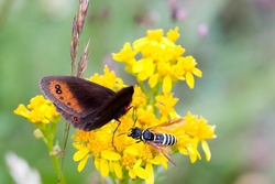 Piedmont Ringlet