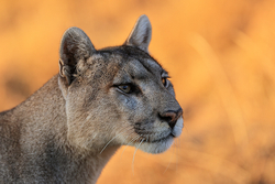 Puma Petaca portrait yellow background, Torres del Paine, Chile