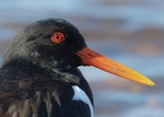 Oystercatcher