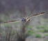 Short Eared Owl