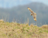 Short-eared Owl flying, Hawling, Gloucestershire